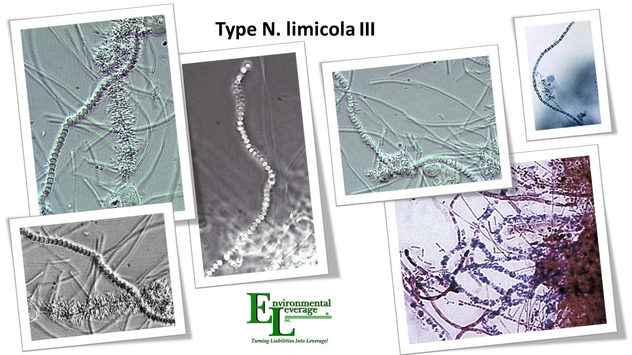 N limicola III or isosphaera filamentous identification