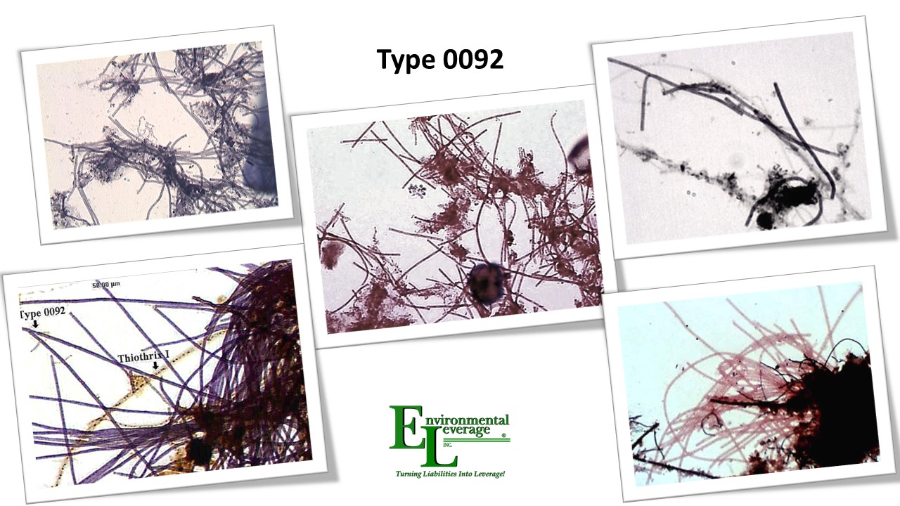 Type 0092 filamentous identification for wastewater