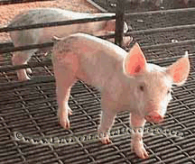 pig farm