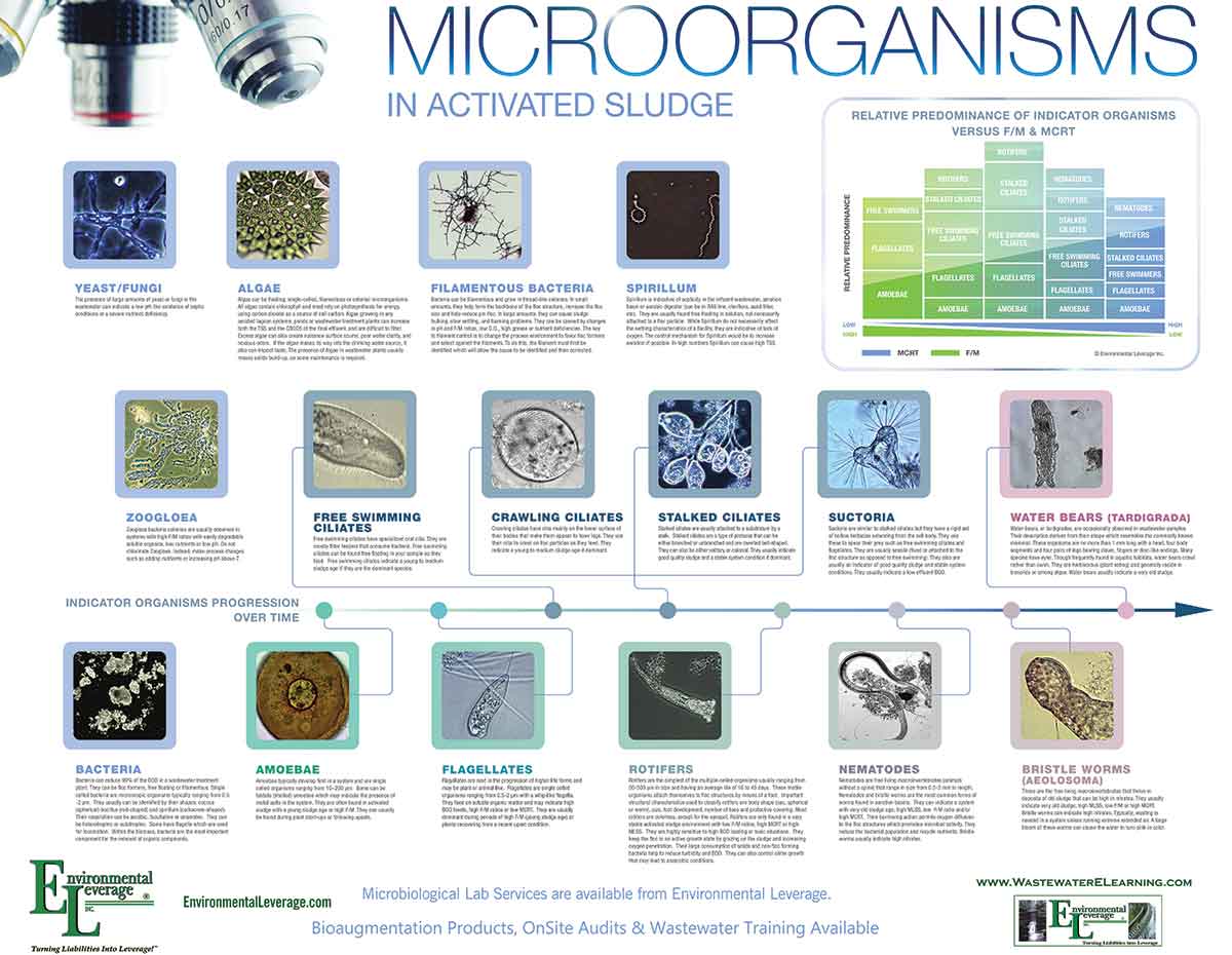 Microorganisms Poster Wastewater Biomass