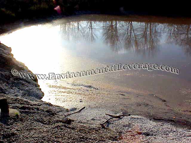 food plant eq pond