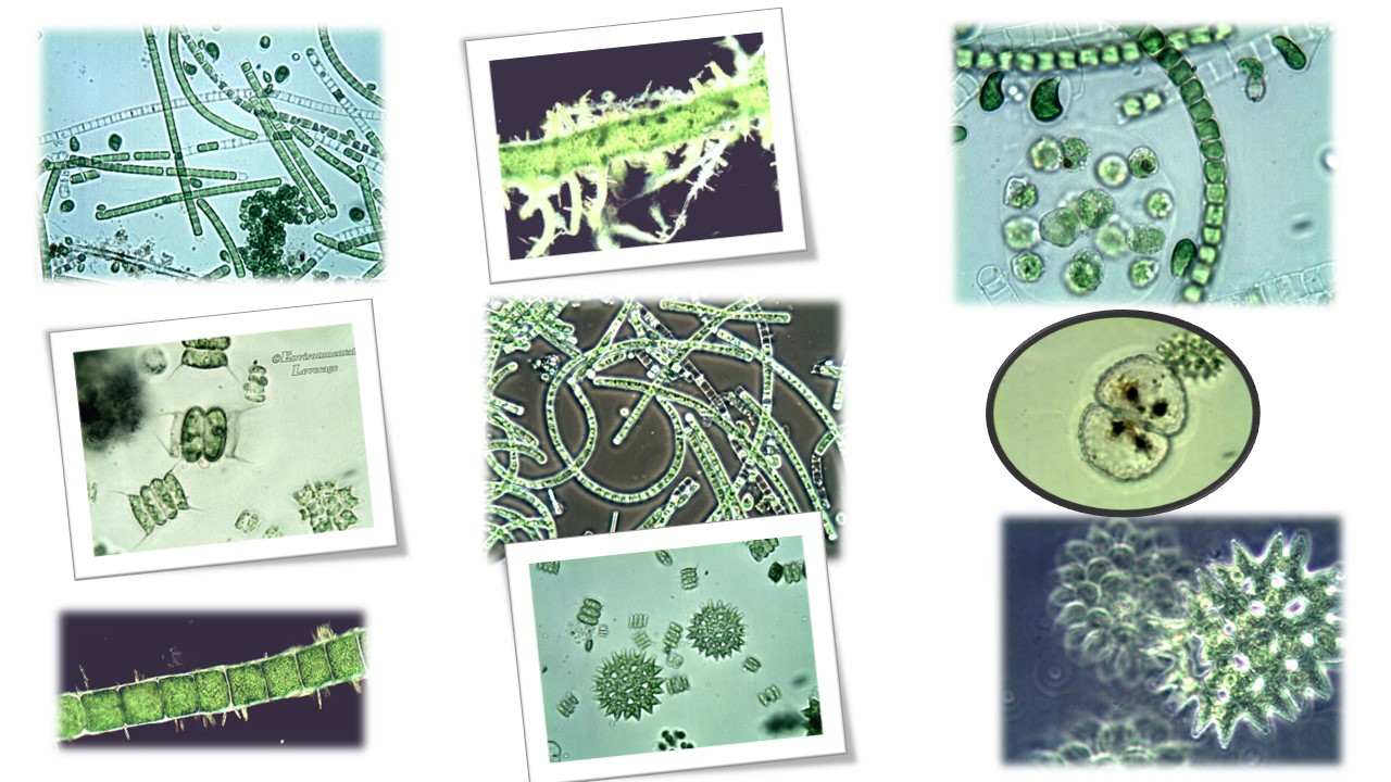 Algae control