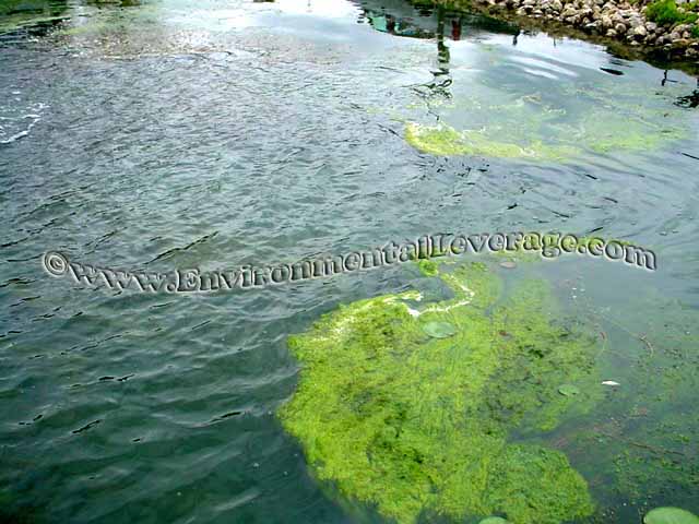 algae and plant growth