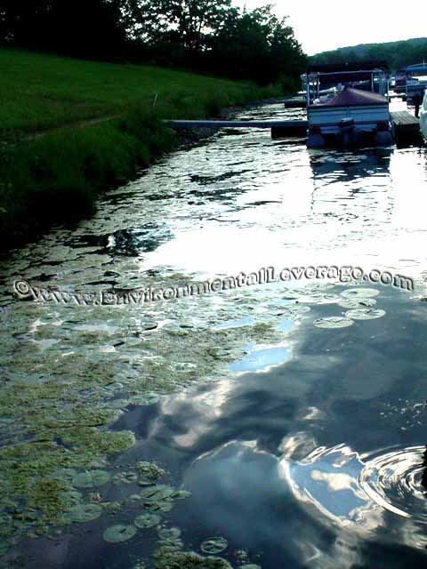 marina algae