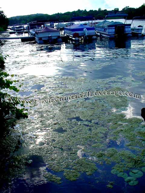 marina algae