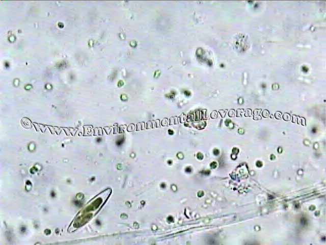 Chlamydomonadales, bioaugmentation in papermills, cooling tower analyses