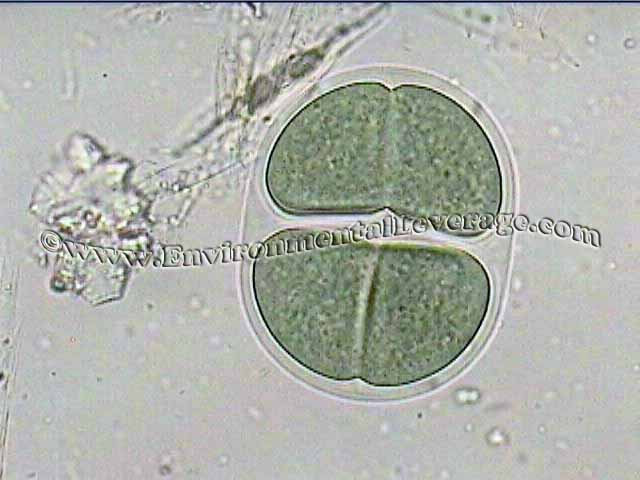 Chroococcus , bioaugmentation in papermills, cooling tower analyses