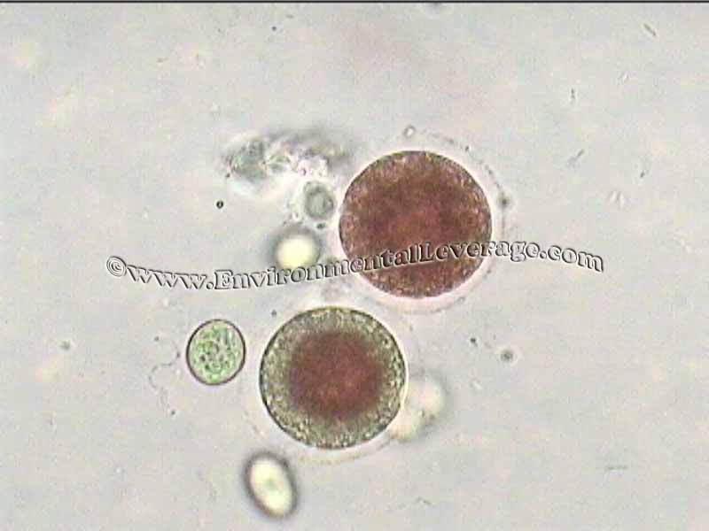 Haematococcus, bioaugmentation in papermills, cooling tower analyses