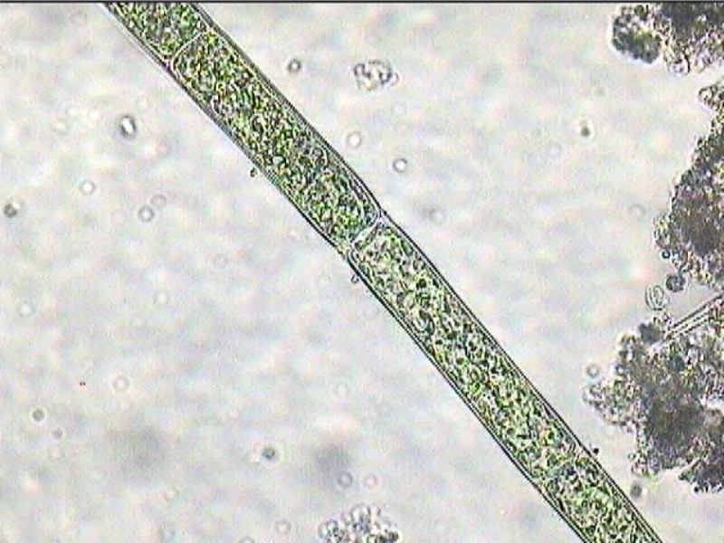 Rhizoclonium, bioaugmentation in papermills, cooling tower analyses