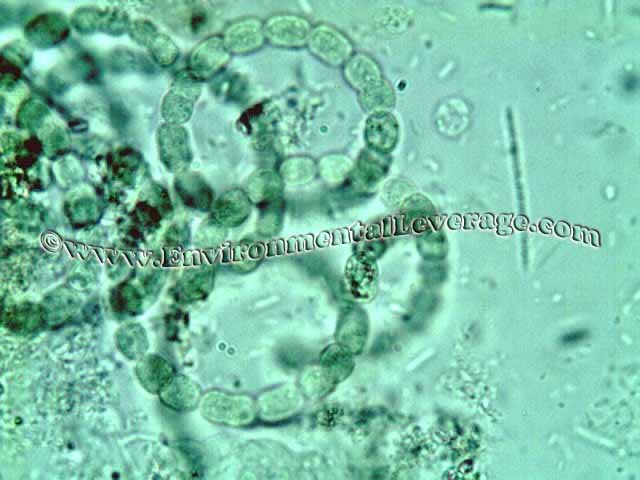 Anabaena, bioaugmentation in papermills, cooling tower analyses