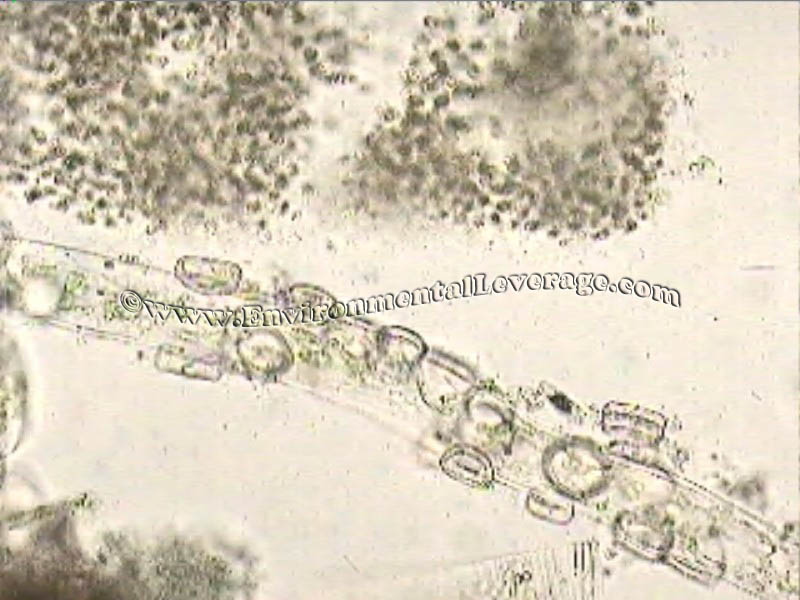 Microcystis, bioaugmentation in papermills, cooling tower analyses