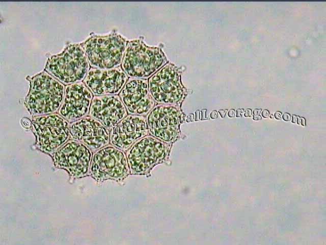 Pediastrum, bioaugmentation in papermills, cooling tower analyses