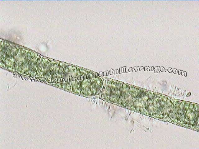 Rhizoclonium, bioaugmentation in papermills, cooling tower analyses