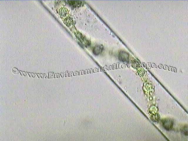 Spirogyra, bioaugmentation in papermills, cooling tower analyses