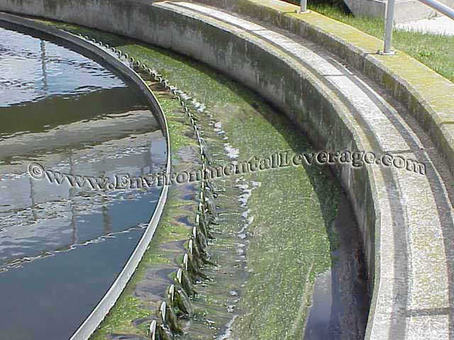 algae in weirs