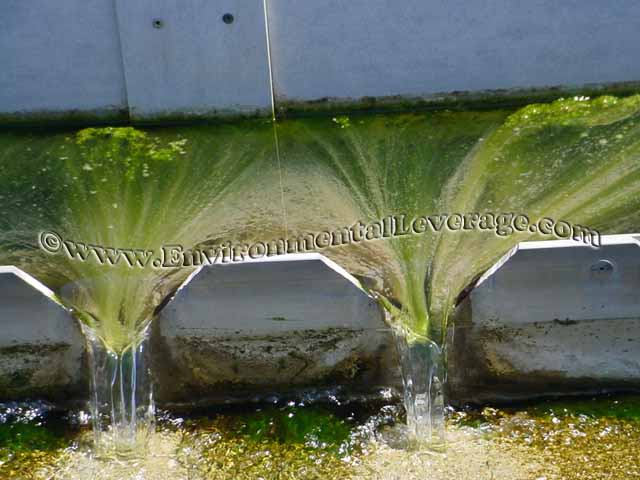 algae in weirs and algae control