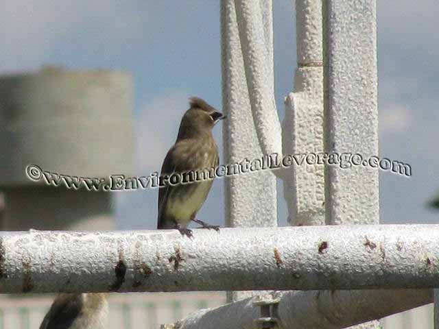 cedar waxwing