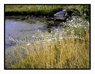 ornamental pond