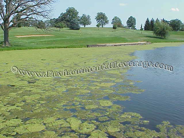 golf course pond