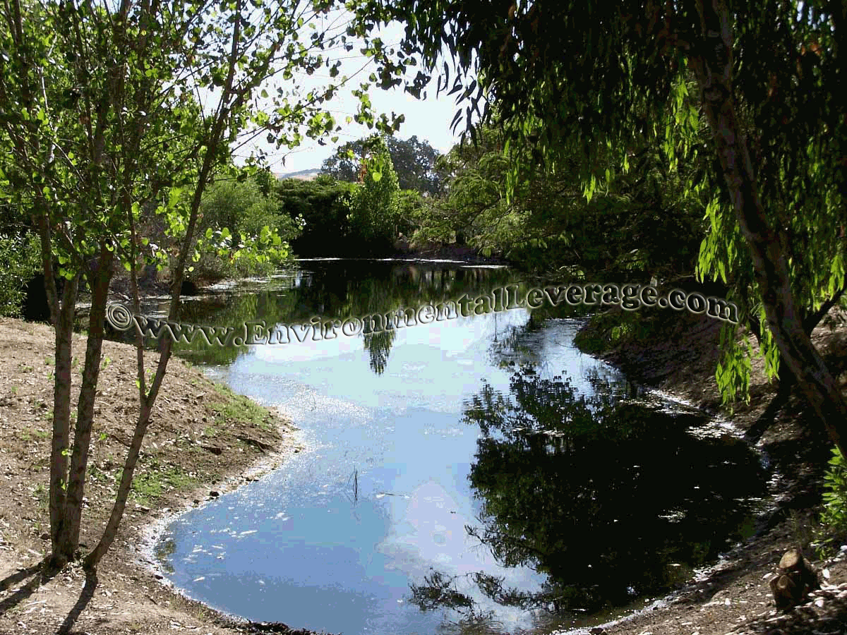 ornamental pond and algae control