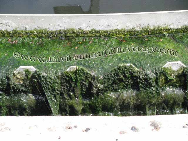 weir algae