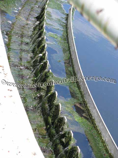 algae on clarifier weirs and algae control