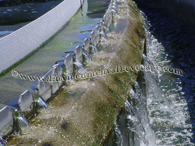 clarifier algae and algae solutions