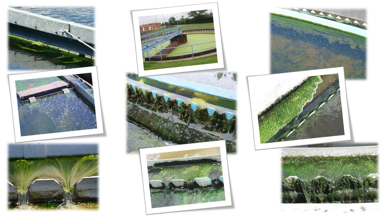 Algae control in clarifiers