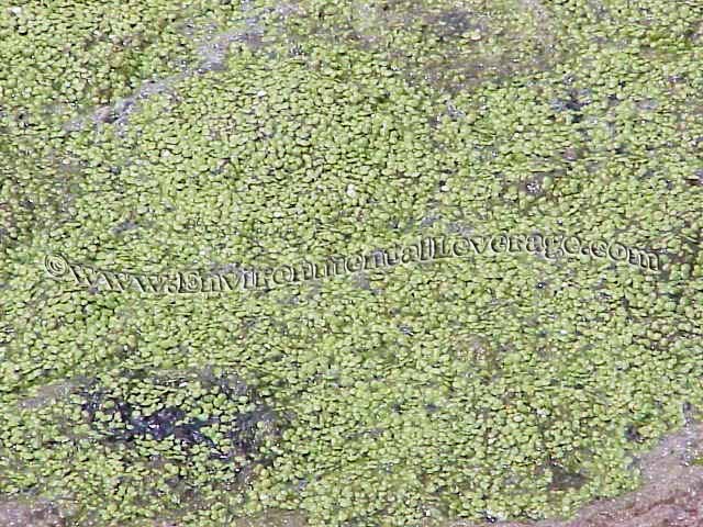 duckweed