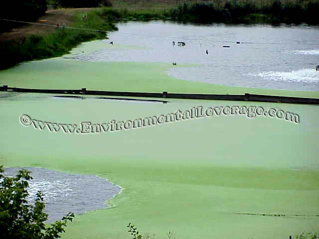 duckweed