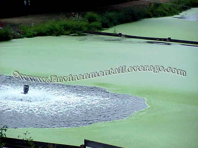 duckweed