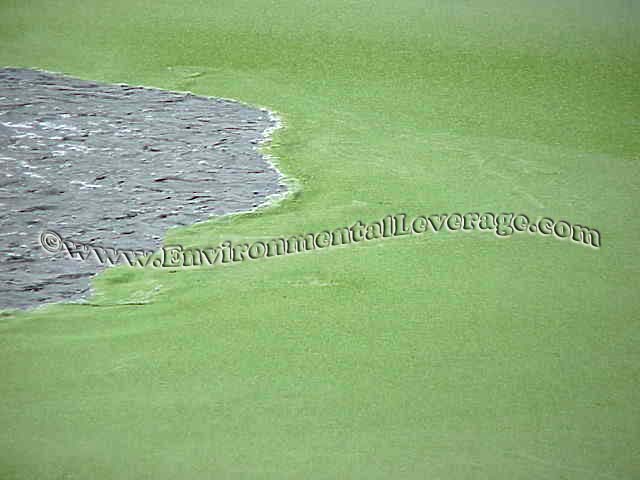 duckweed