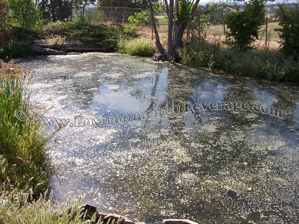 ornamental pond