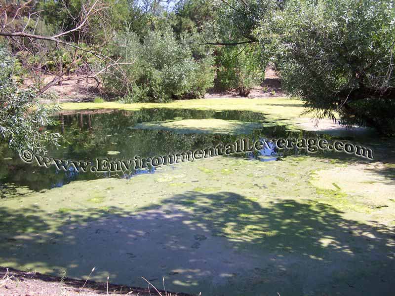 ornamental pond