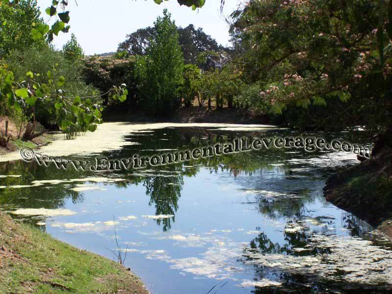 ornamental pond