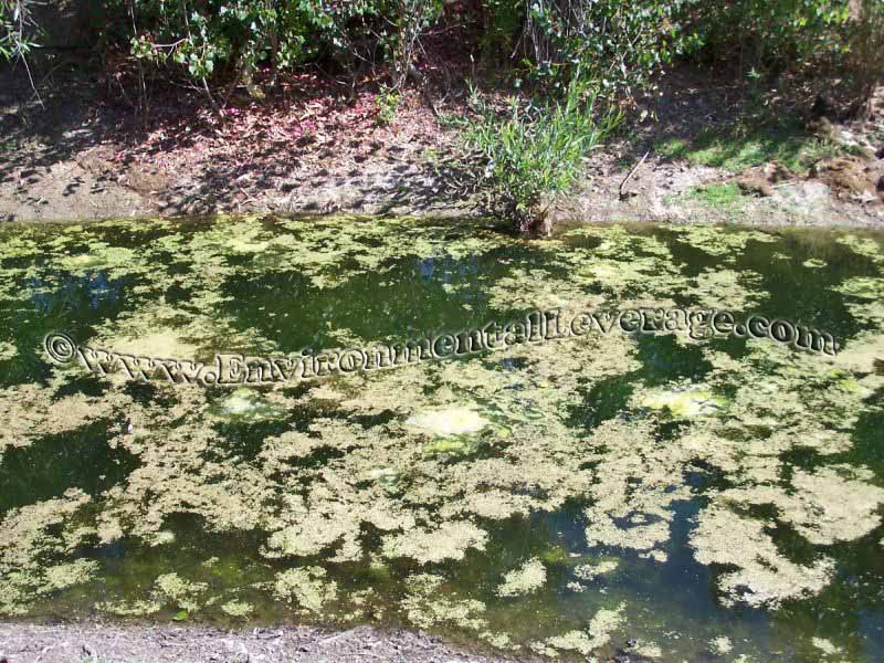 ornamental pond