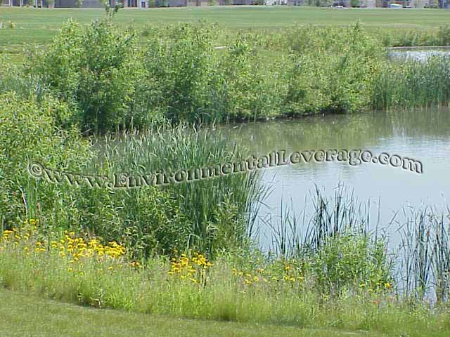 ornamental pond