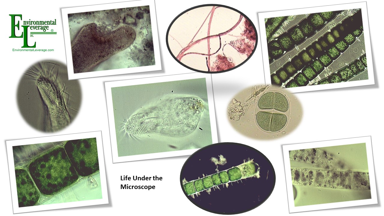 Salton Sea bioremediation program