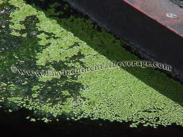 duckweed