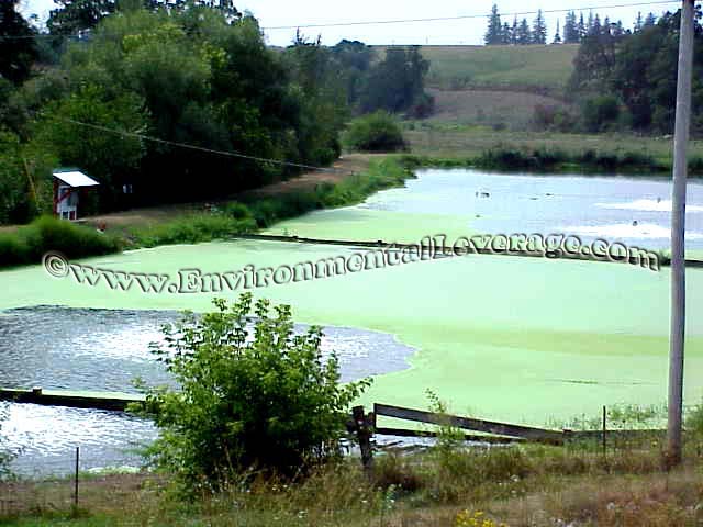 duckweed