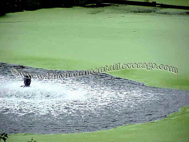 duckweed