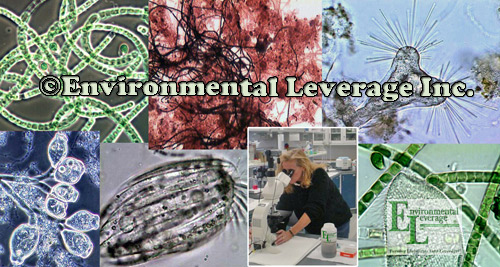 Environmental Leverage Wastewater Bio Bacteria