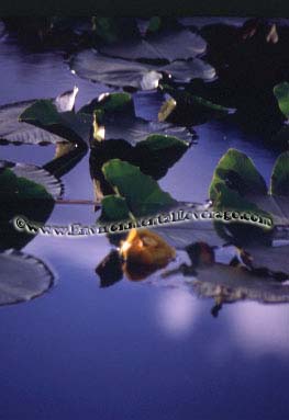 ornamental pond