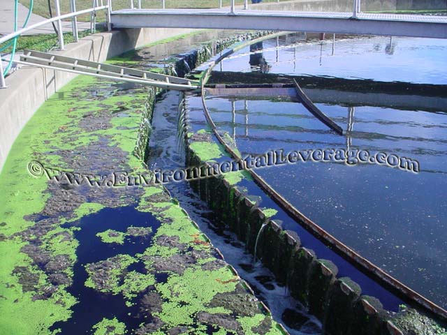 algae in clarifier