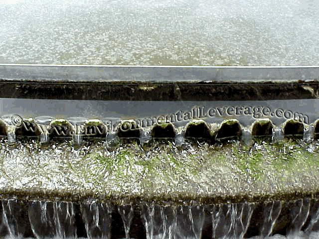 algae on weirs