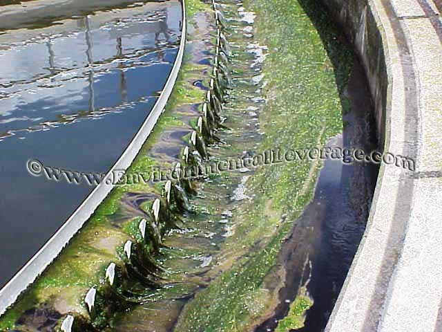 algae on weirs