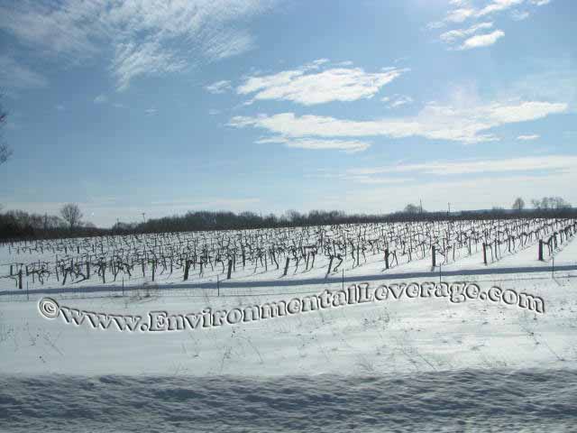 winter wineries