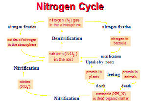 nitrogen cycle