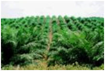 Palm oil