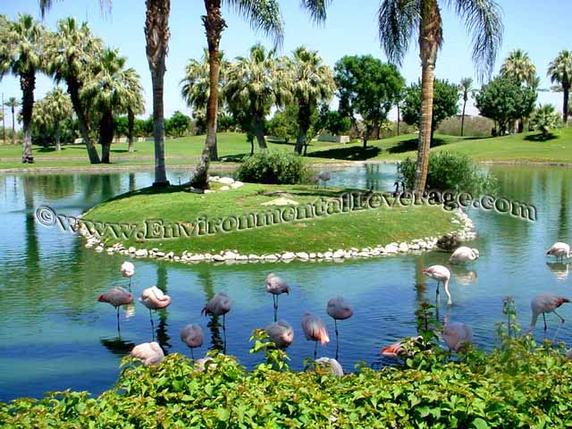 ornamental pond